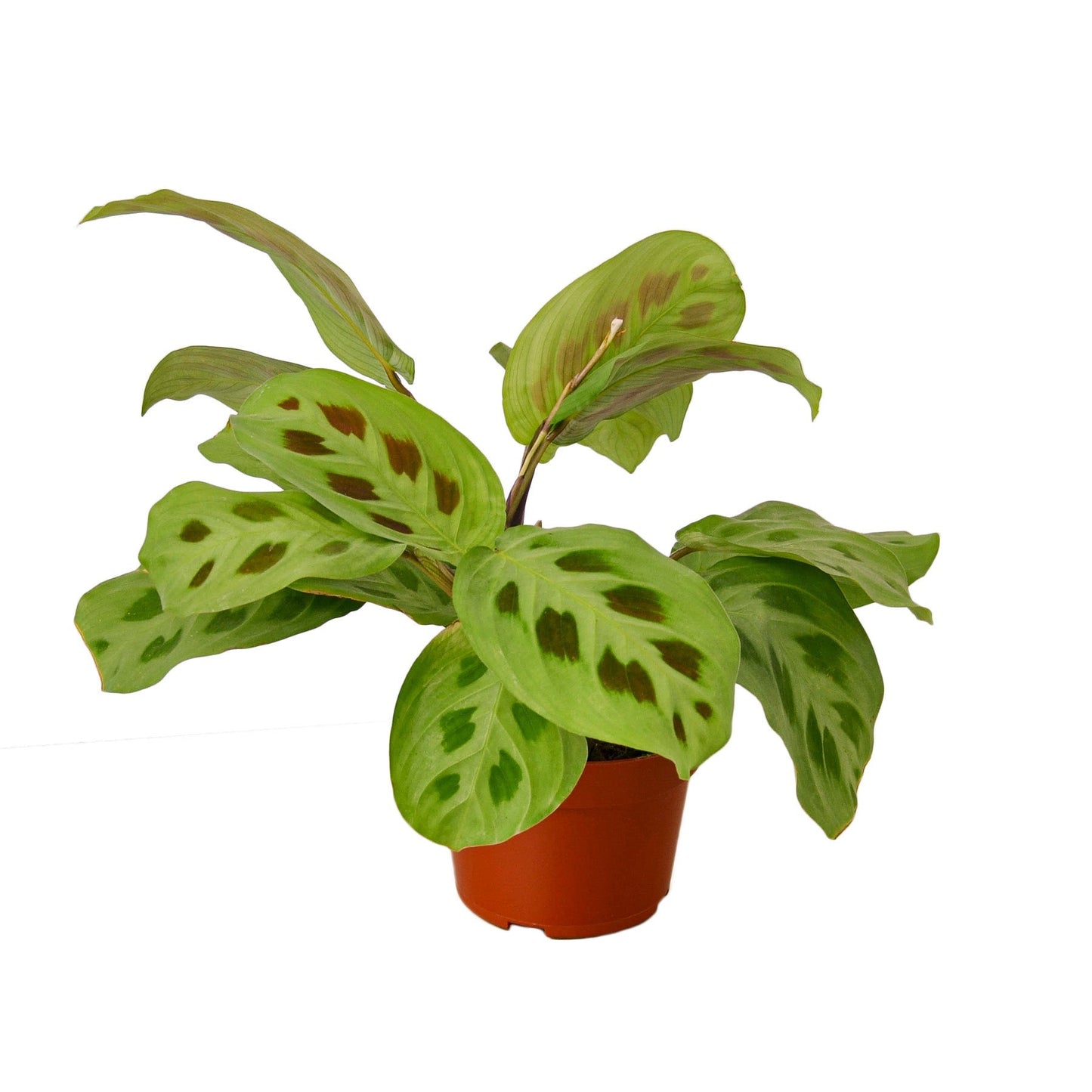 Maranta Leuconeura Prayer Plant – 4 Inch Pot