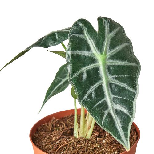 Alocasia Amazonica Bambino Live Plant