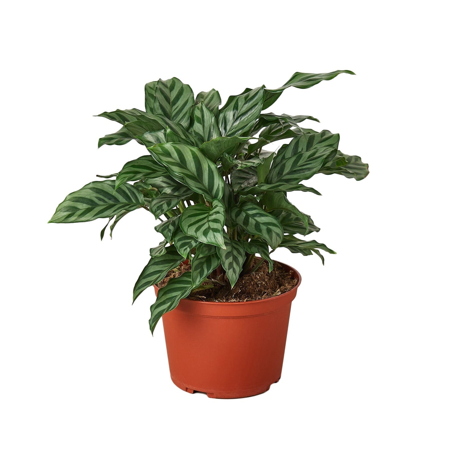 Calathea Freddie Live Prayer Plant – 6 Inch Pot