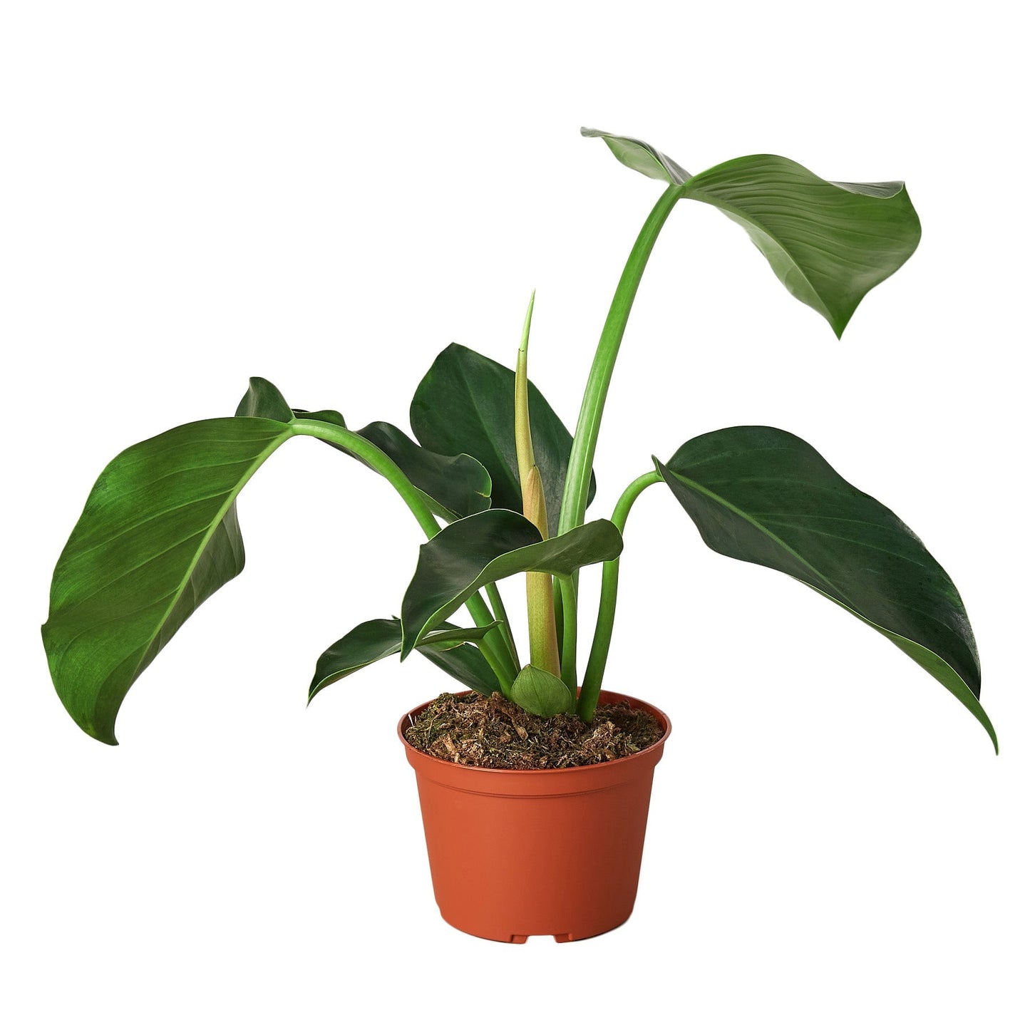 Green Congo Philodendron Live Houseplant – 4 Inch Pot