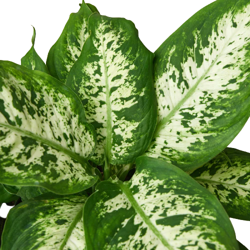 Dieffenbachia Tropic Snow Live Houseplant