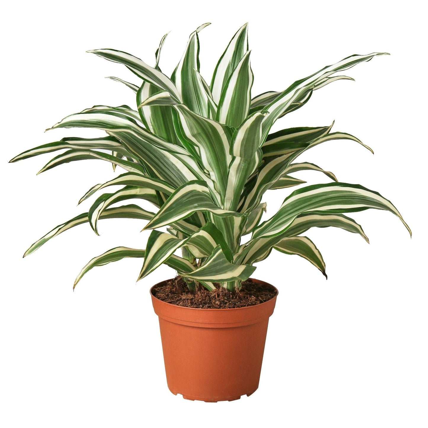 Dracaena Warneckii White Jewel Live Plant – 6 Inch Pot