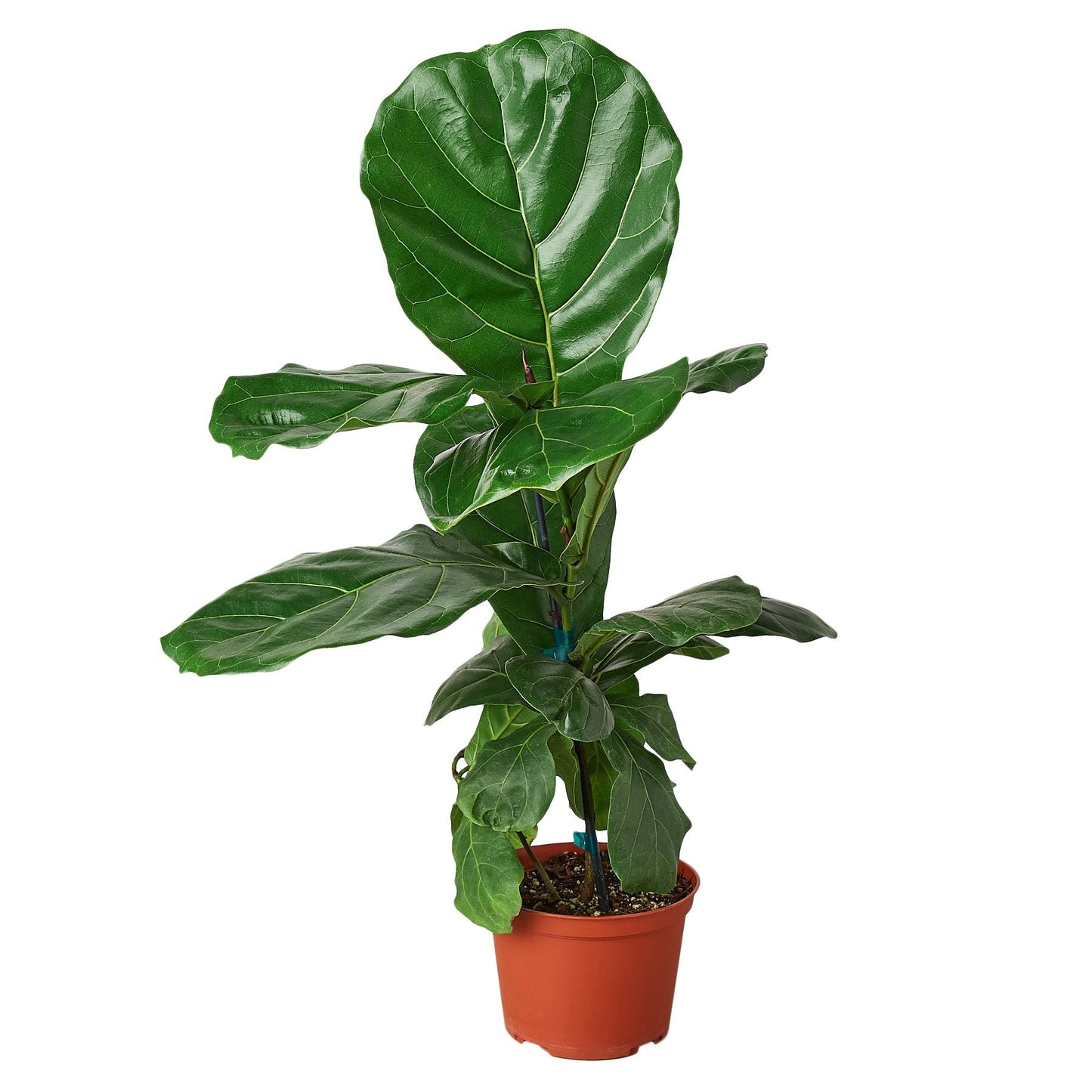 Fiddle Leaf Fig Ficus Lyrata Live Plant – 6 Inch Pot