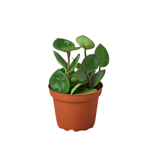Hoya Carnosa Chelsea Live Plant – 4 Inch Pot