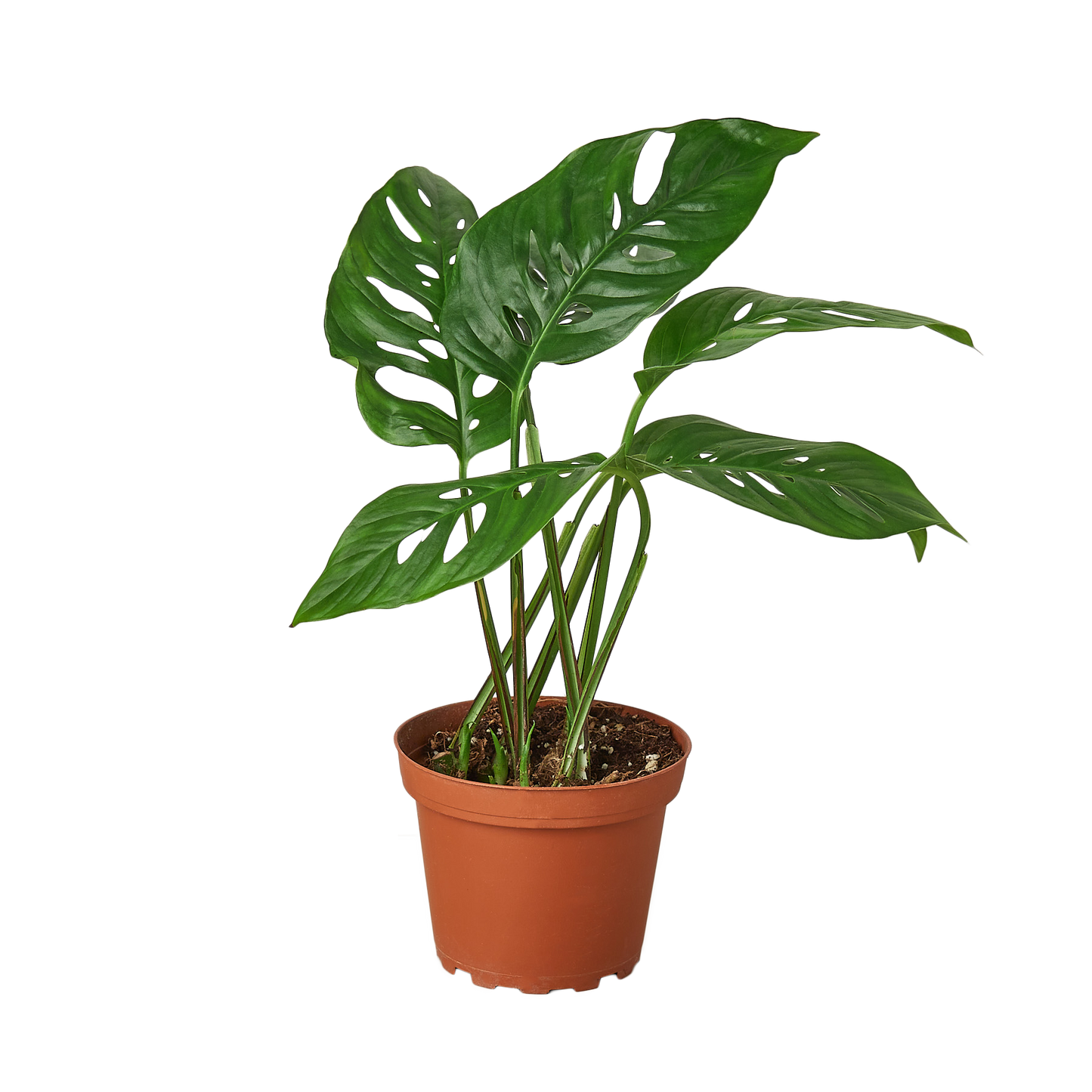 Monstera Adansonii Swiss Cheese Live Plant – 6 Inch Pot
