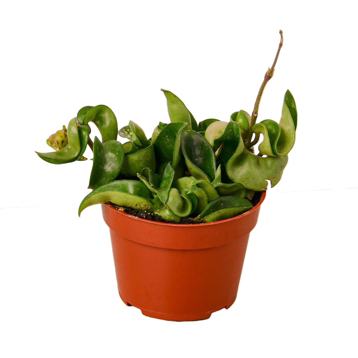 Hoya Hindu Rope Plant Live Wax Plant – 4 Inch Pot