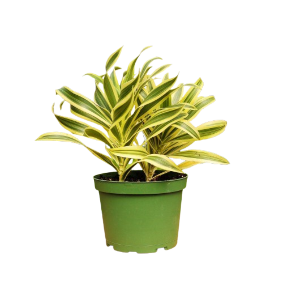 1 Mystery Plant Monthly Monthly Subscription Box