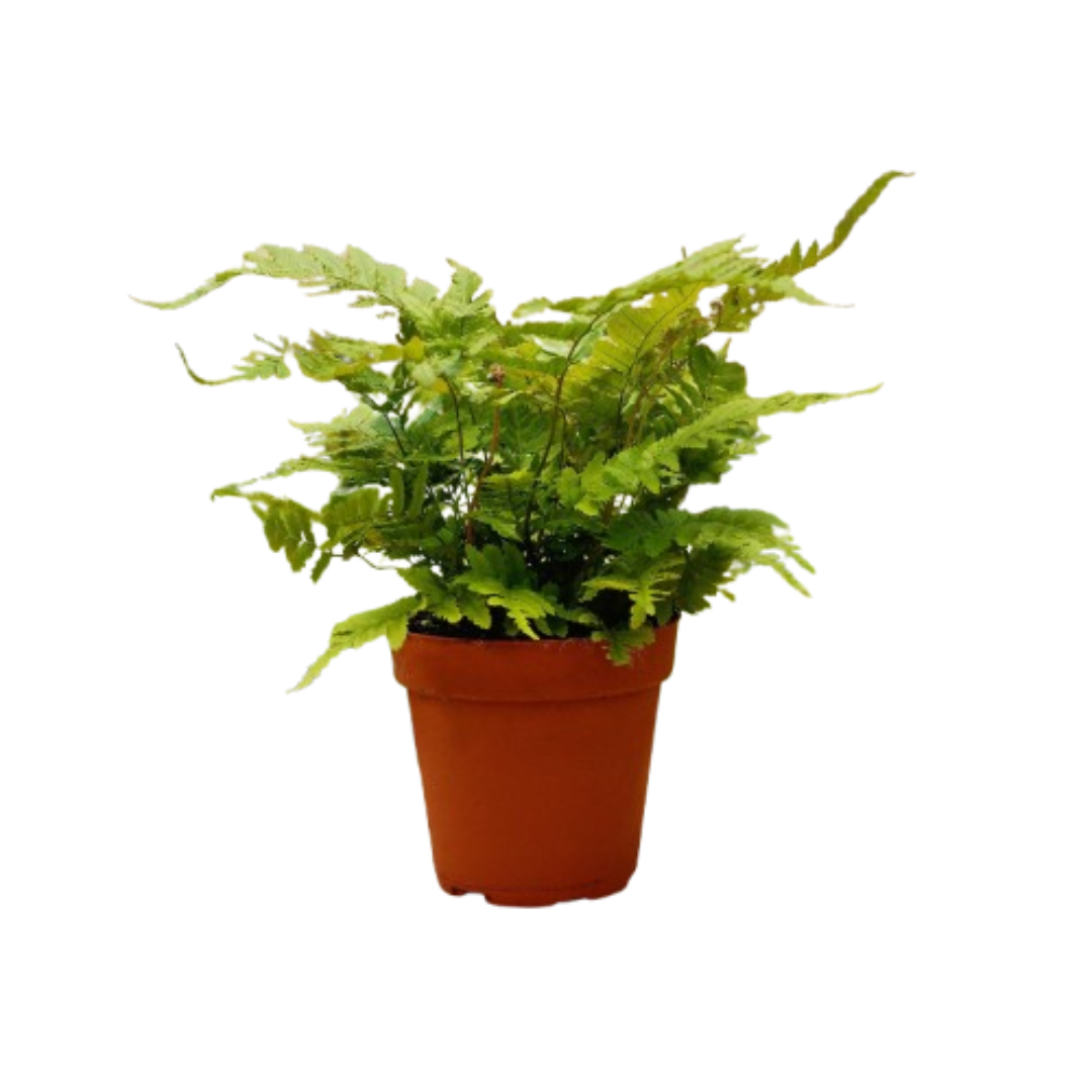 1 Pet Friendly Mystery Plant Monthly Subscription Box