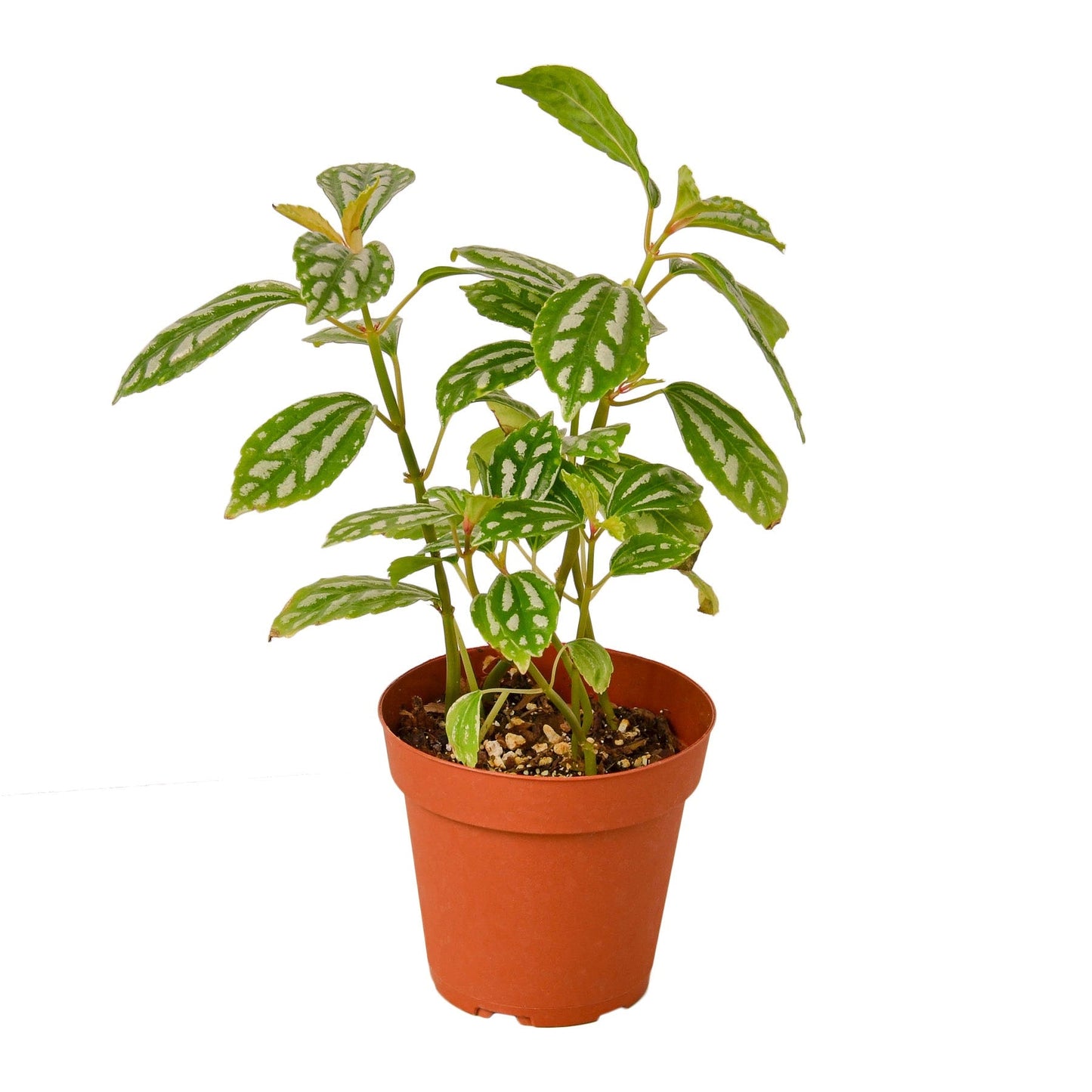 Aluminum Pilea - 4"