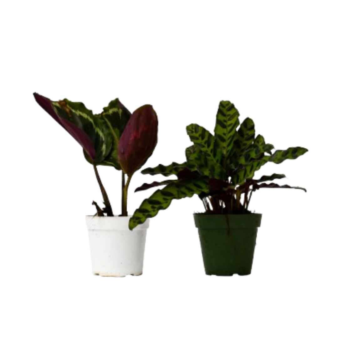 Calathea Live Plant Bundle – Set of 2 Houseplants