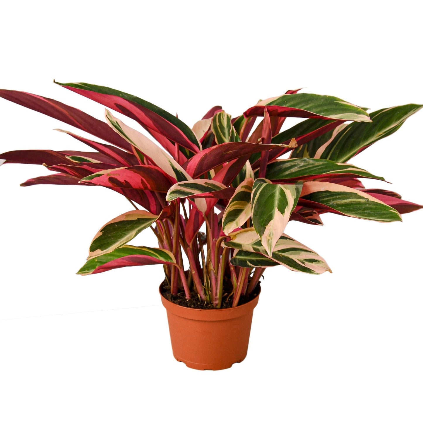 Stromanthe Triostar Live Houseplant – 6 Inch Pot