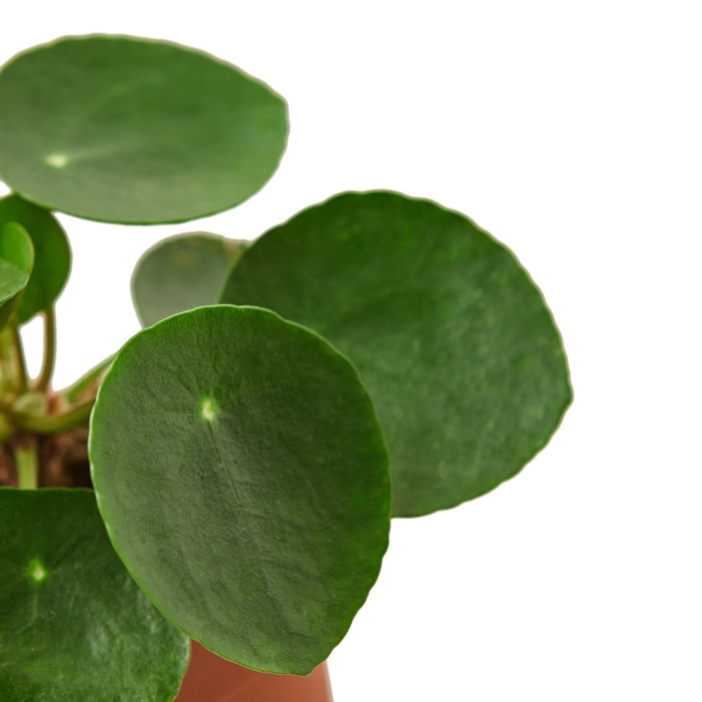 Chinese Money Plant Live Houseplant – 6 Inch Pot