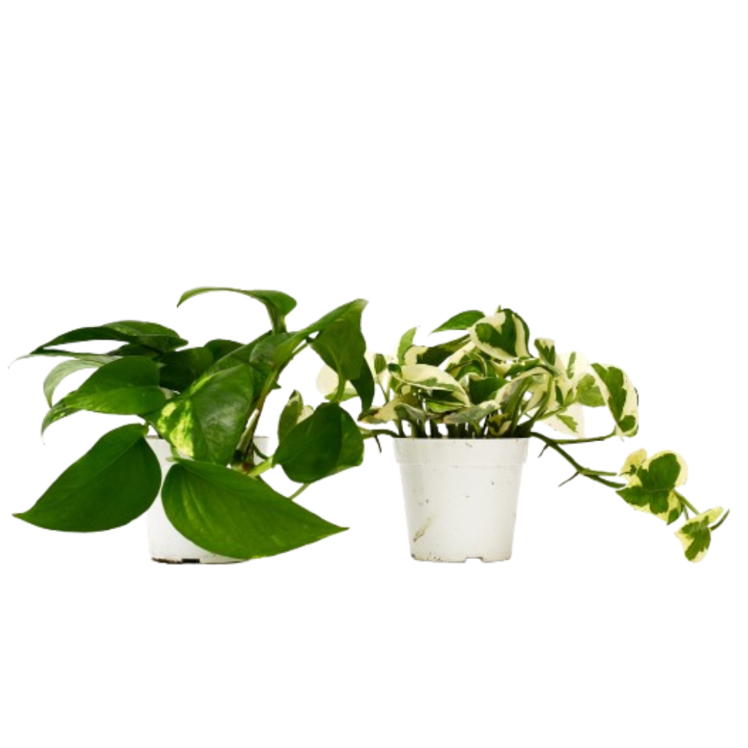 Pothos Live Plant Bundle – Set of 2 Houseplants