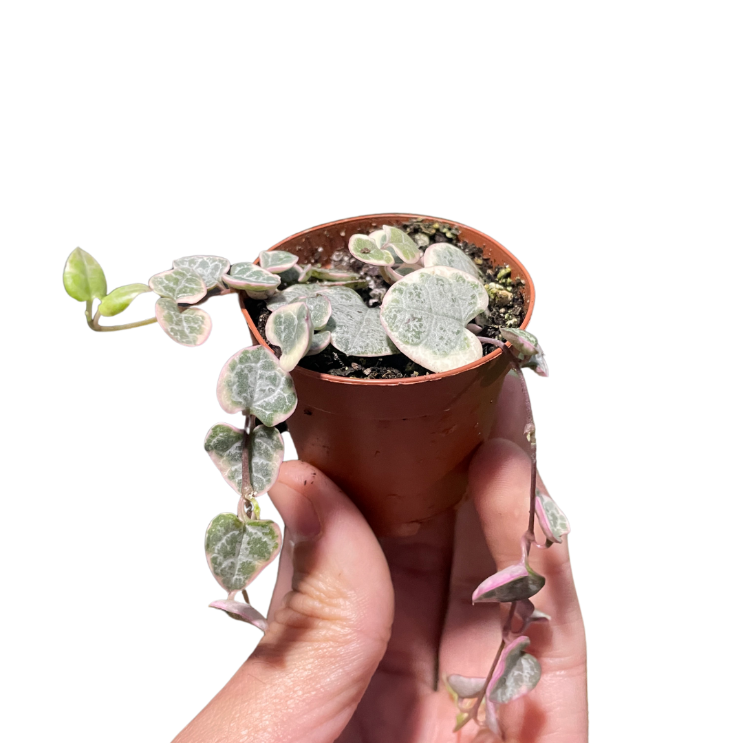 Variegated String of Hearts Live Trailing Plant