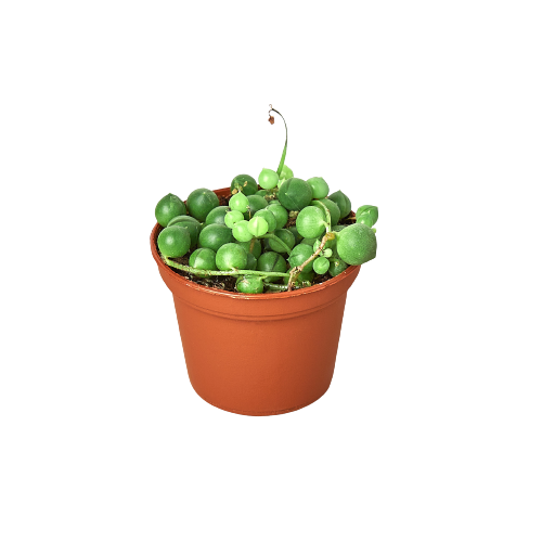 String of Pearls Live Trailing Succulent