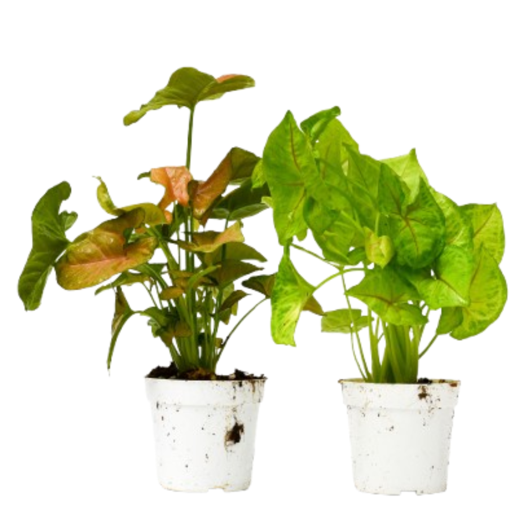 Syngonium Live Plant Bundle – Set of 2 Houseplants