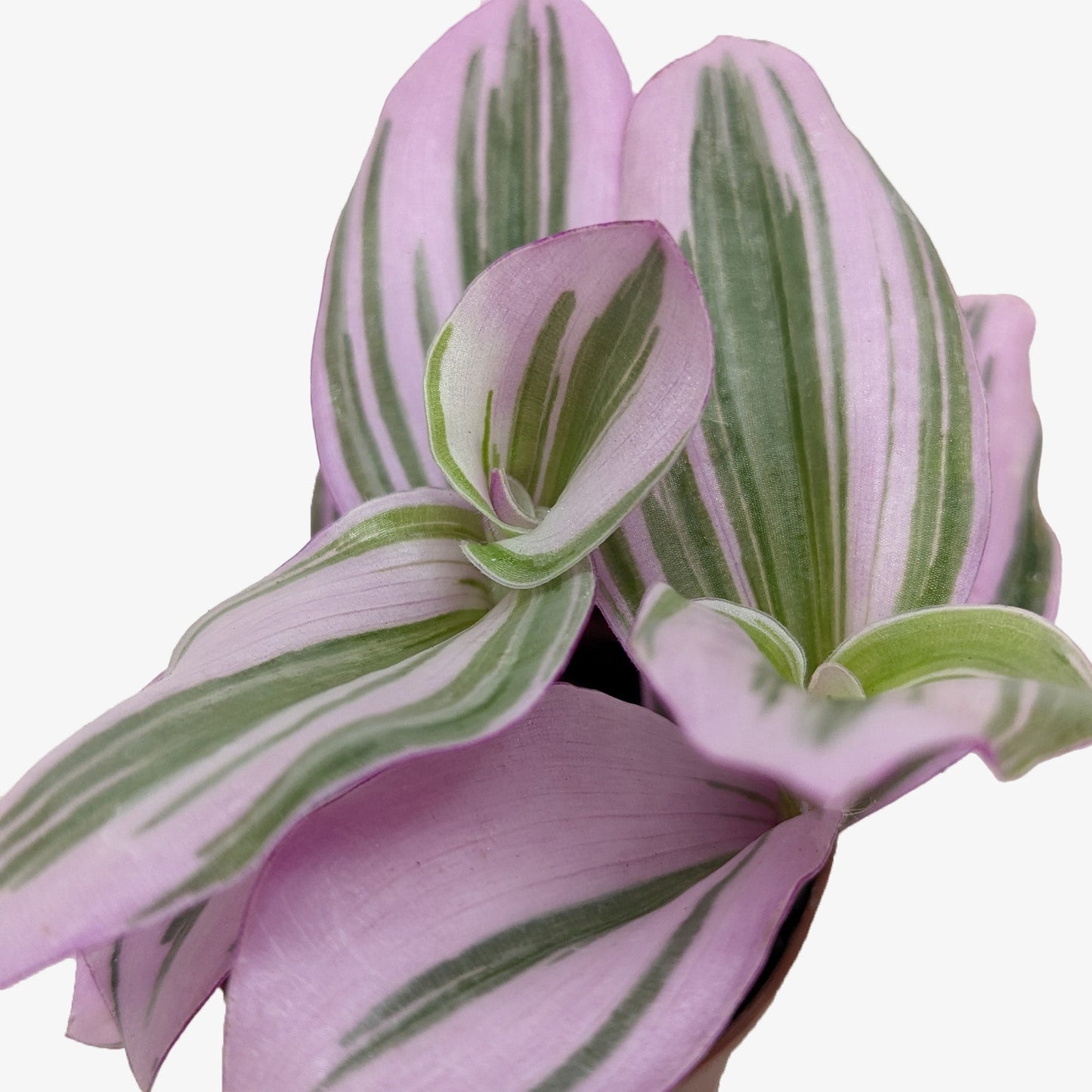 Tradescantia Nanouk Live Houseplant
