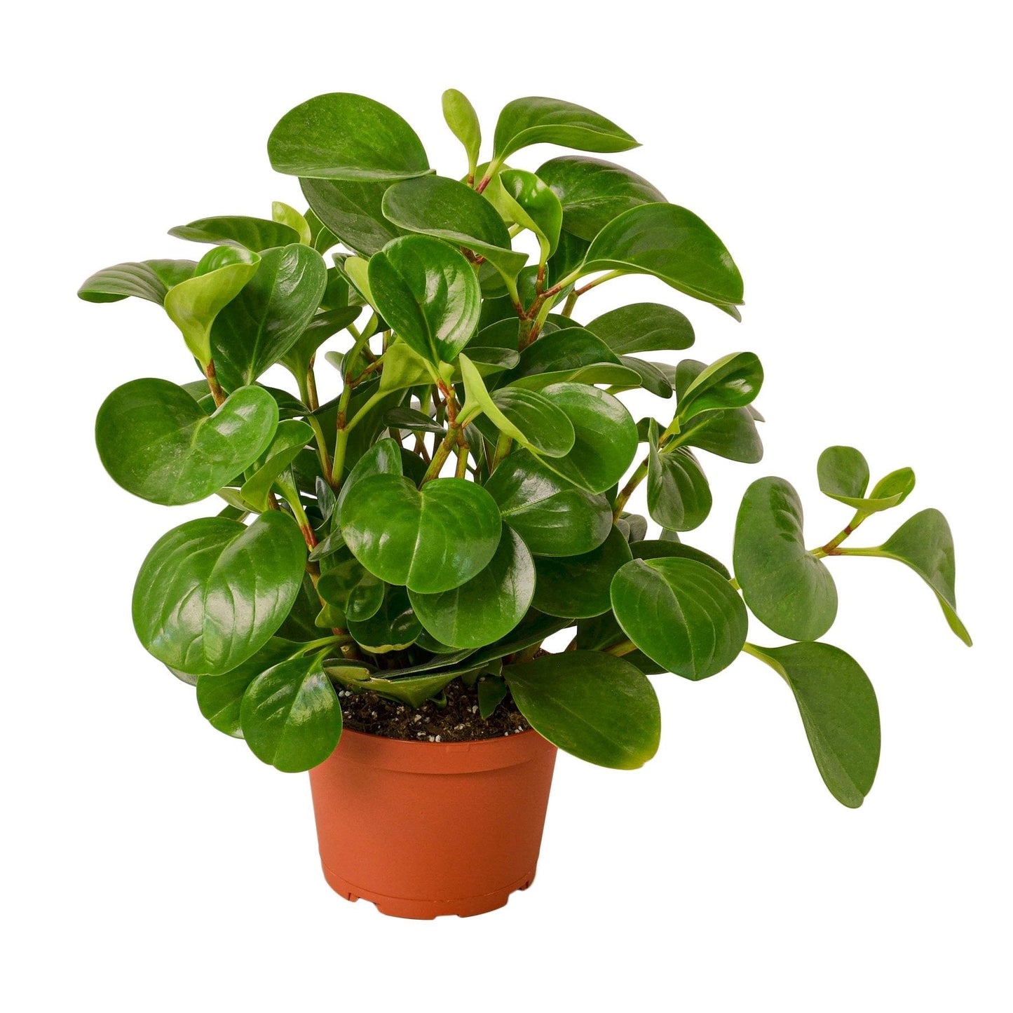 Peperomia Thailand Live Plant – 6 Inch Pot