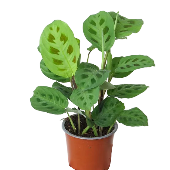 Maranta Leuconeura Prayer Plant – 6 Inch Pot