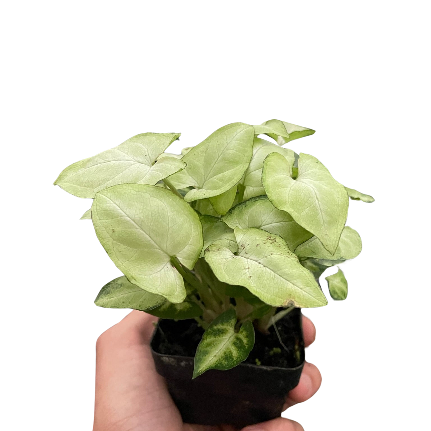 Syngonium Moonshine