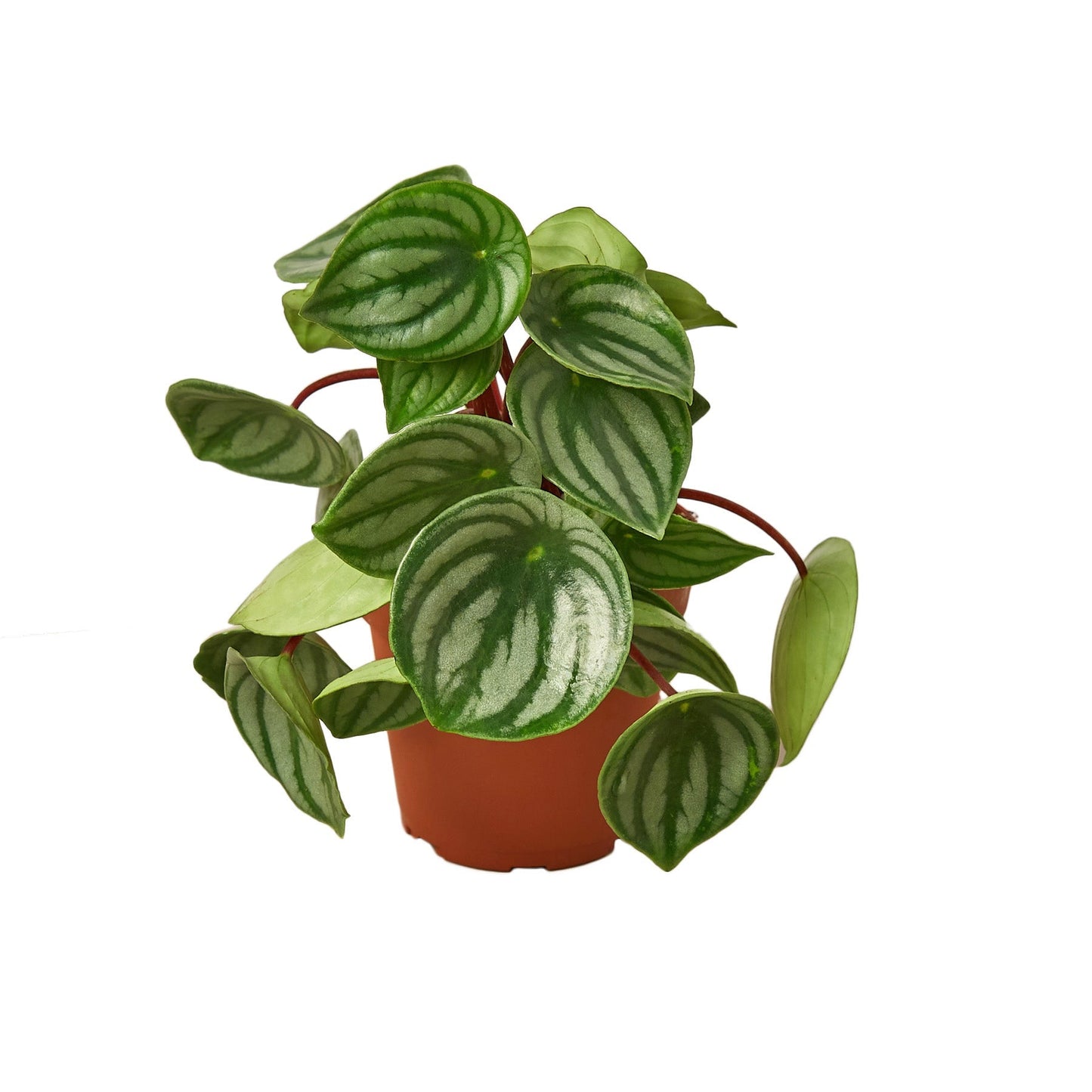 Watermelon Peperomia Live Plant – 4 Inch Pot