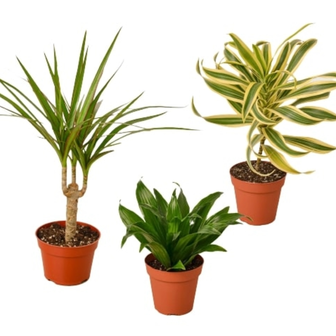 Dracaena Live Plant Bundle – Set of 3 Houseplants