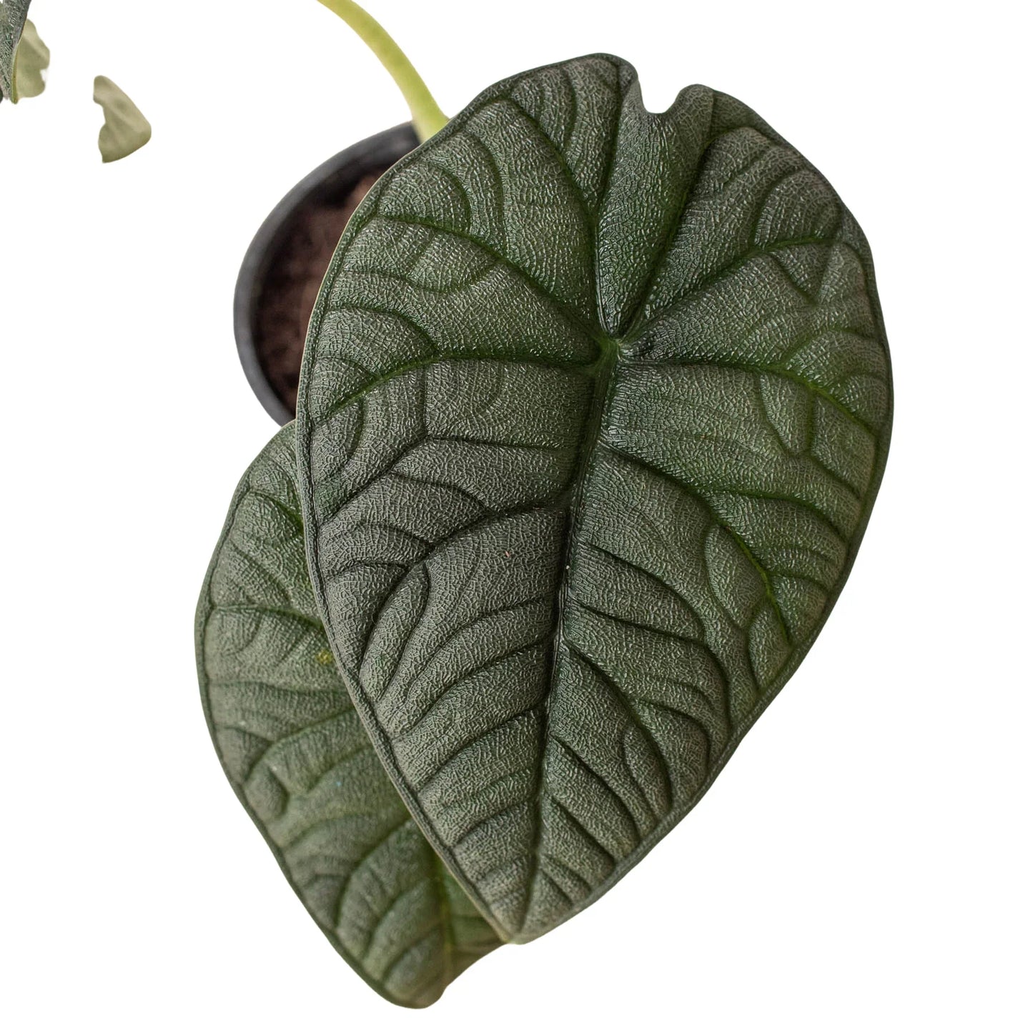 Alocasia Melo Live Tropical Plant