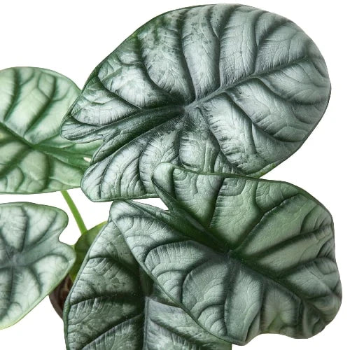 Alocasia Silver Dragon Live Tropical Plant