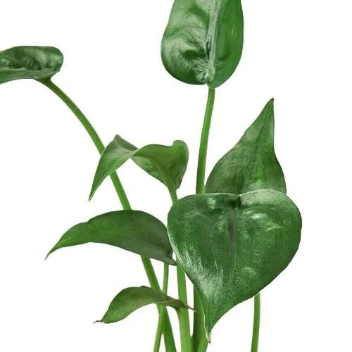 Alocasia Tiny Dancer Live Tropical Plant