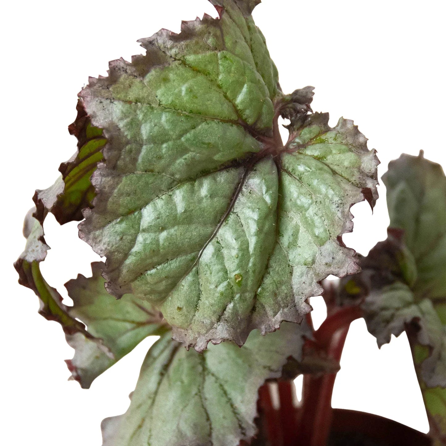 Begonia Rex Live Plant Bundle – Set of 4