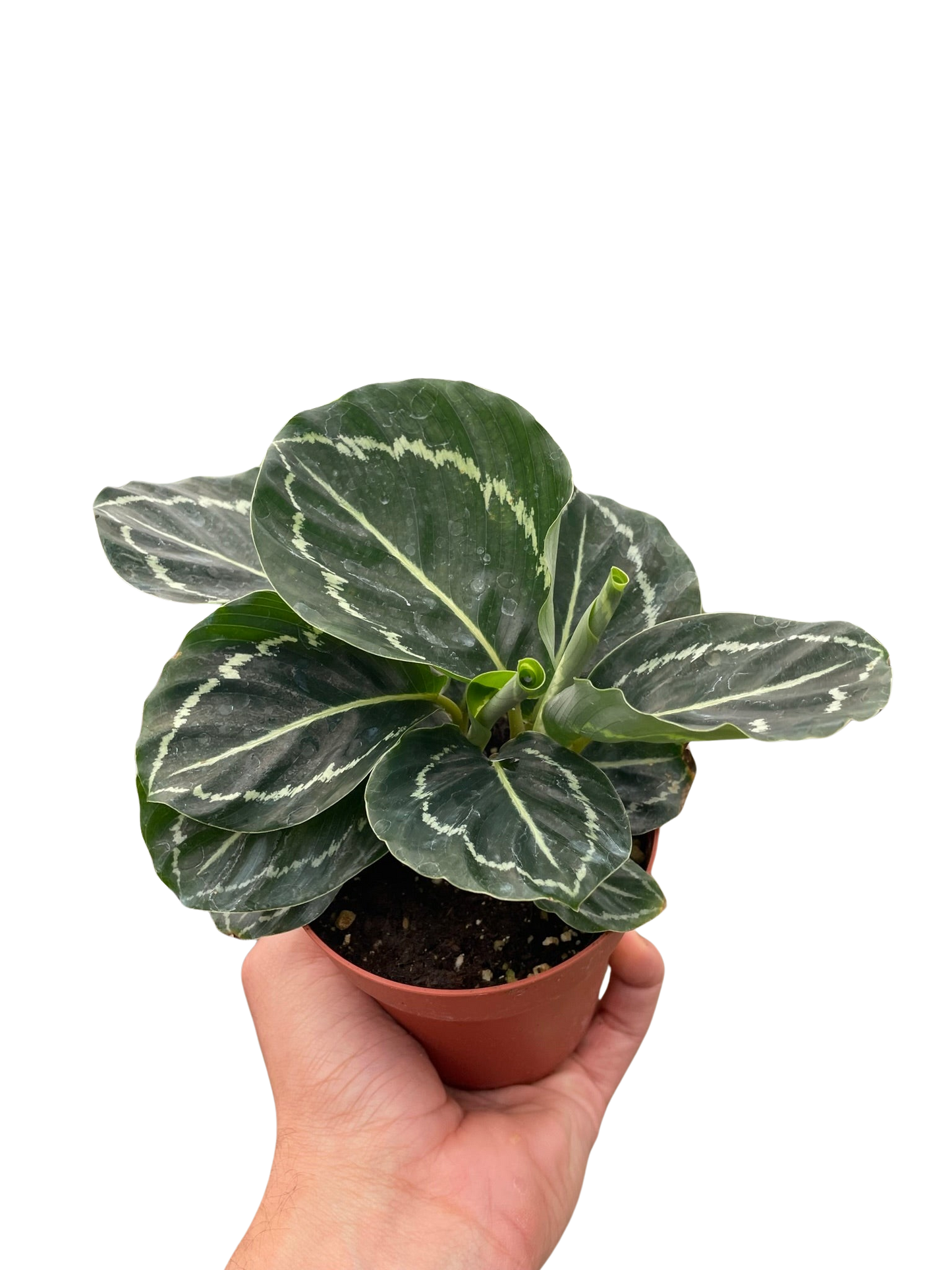 Green Goddess Calathea Live Houseplant