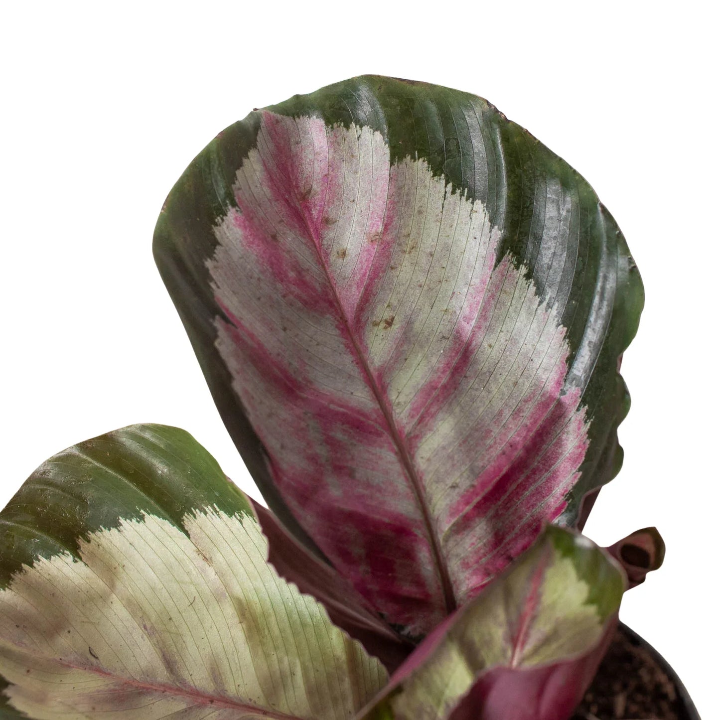 Calathea Silvia Live Prayer Plant