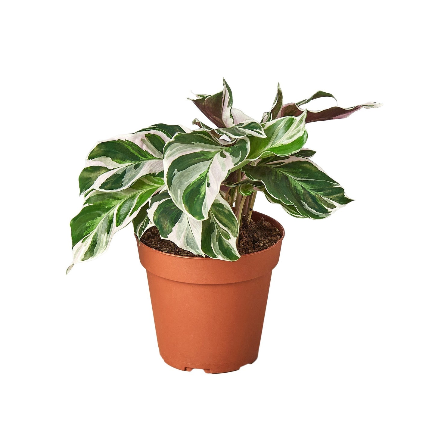 White Fusion Calathea Live Variegated Plant – 6 Inch Pot