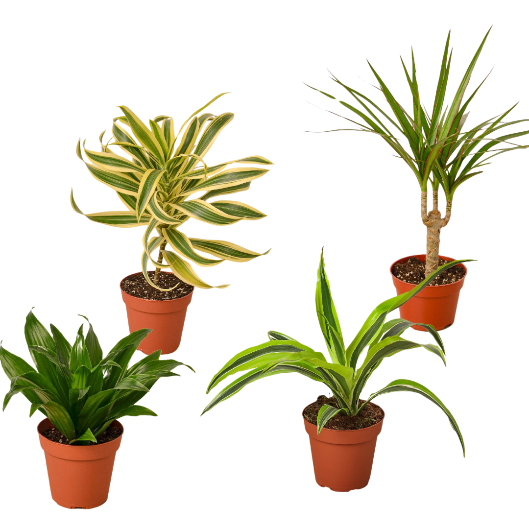 Dracaena Live Plant Bundle – Set of 4 Houseplants