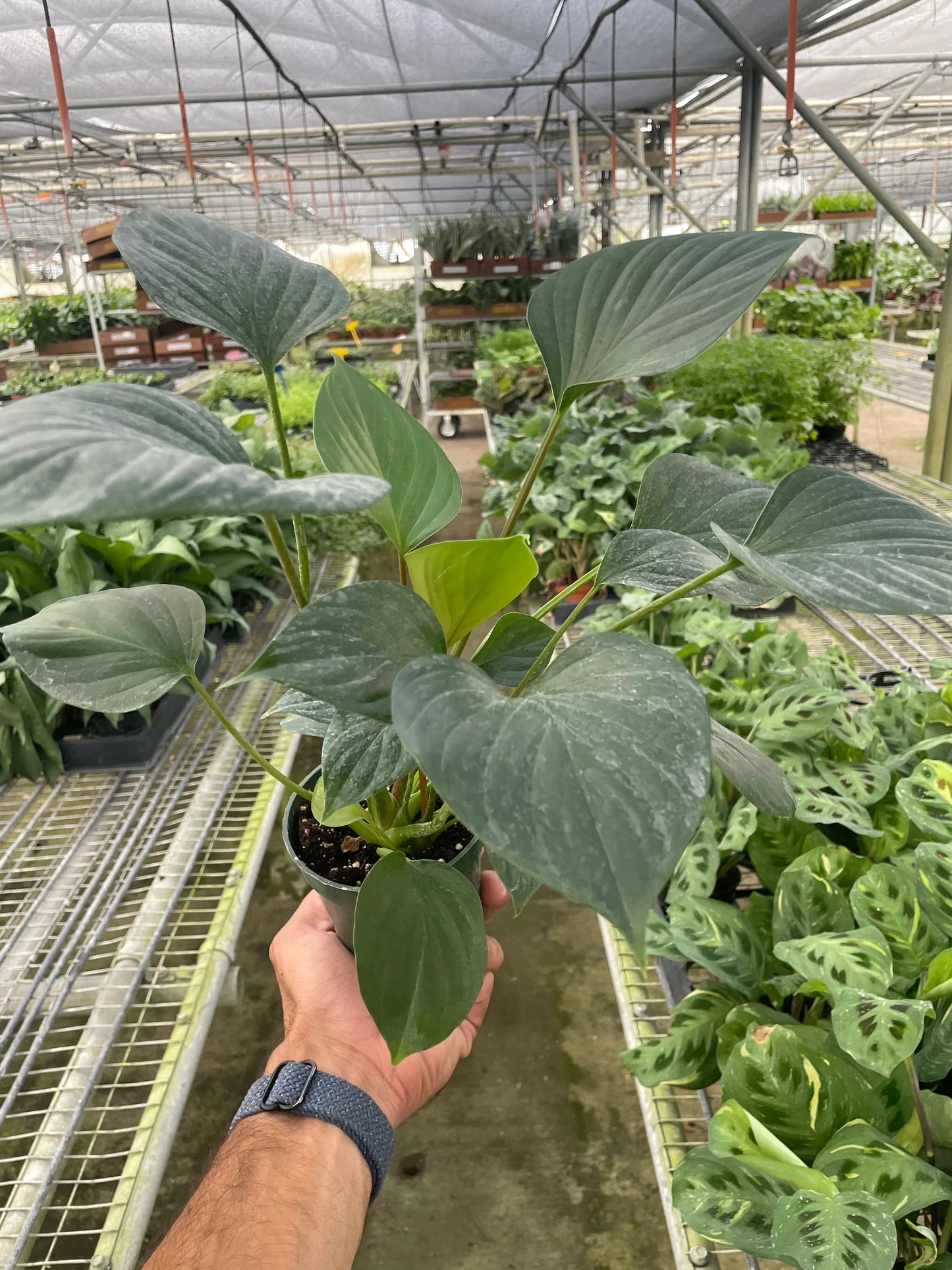 Homalomena Emerald Gem Live Houseplant