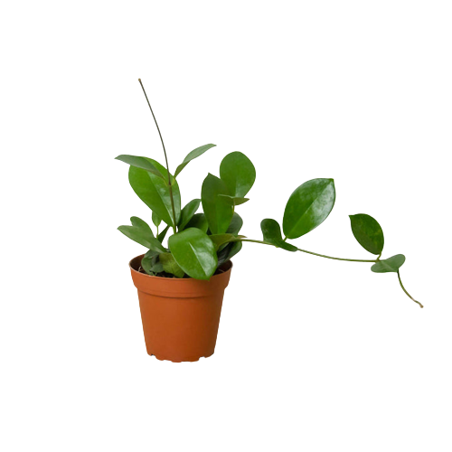 Hoya Australis Live Trailing Plant