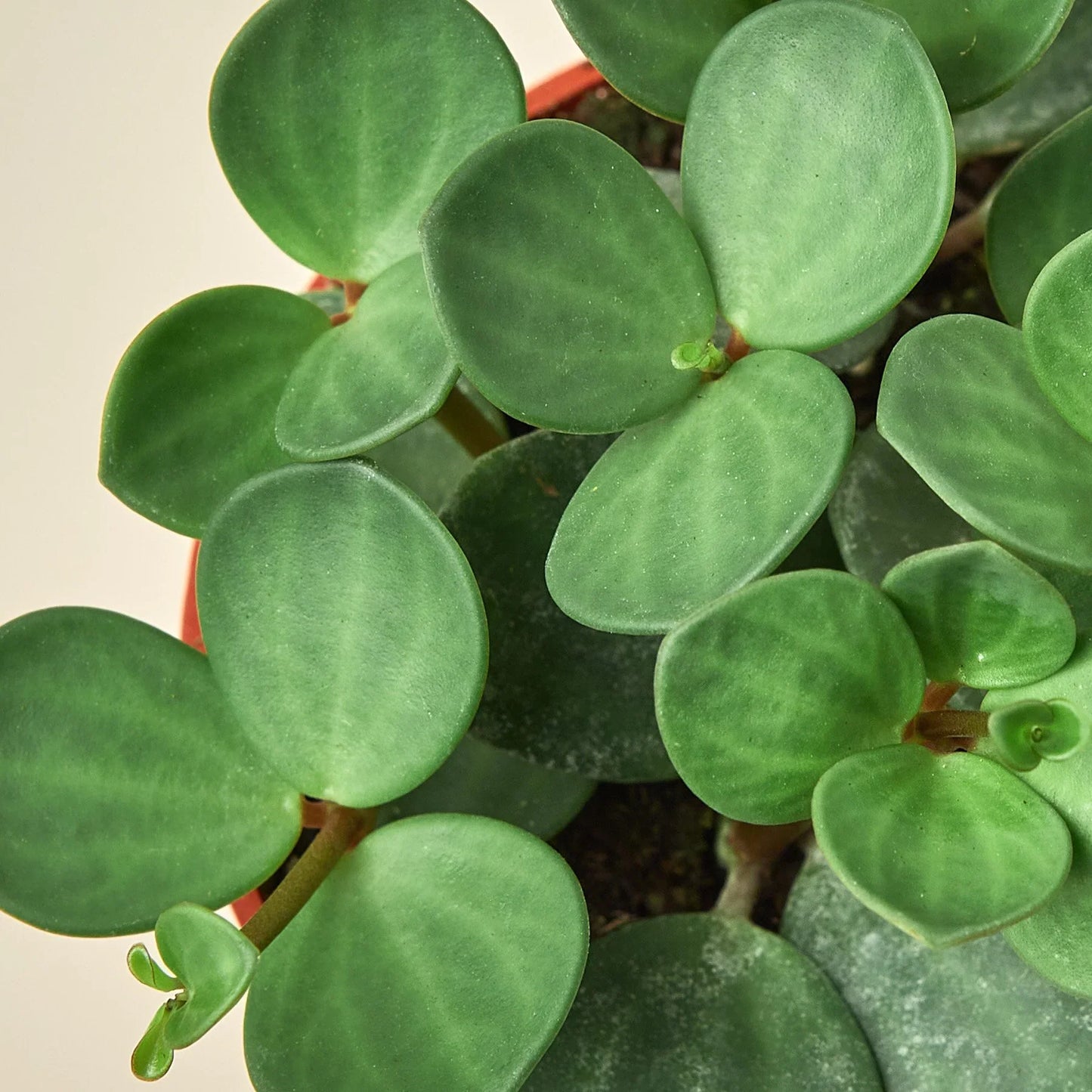 Peperomia Hope Live Trailing Plant
