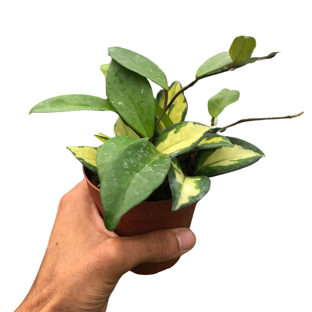 Hoya Carnosa Krimson Princess Live Plant