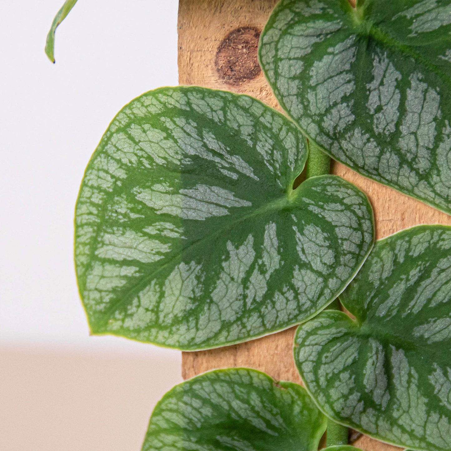 Monstera Dubia Live Rare Houseplant