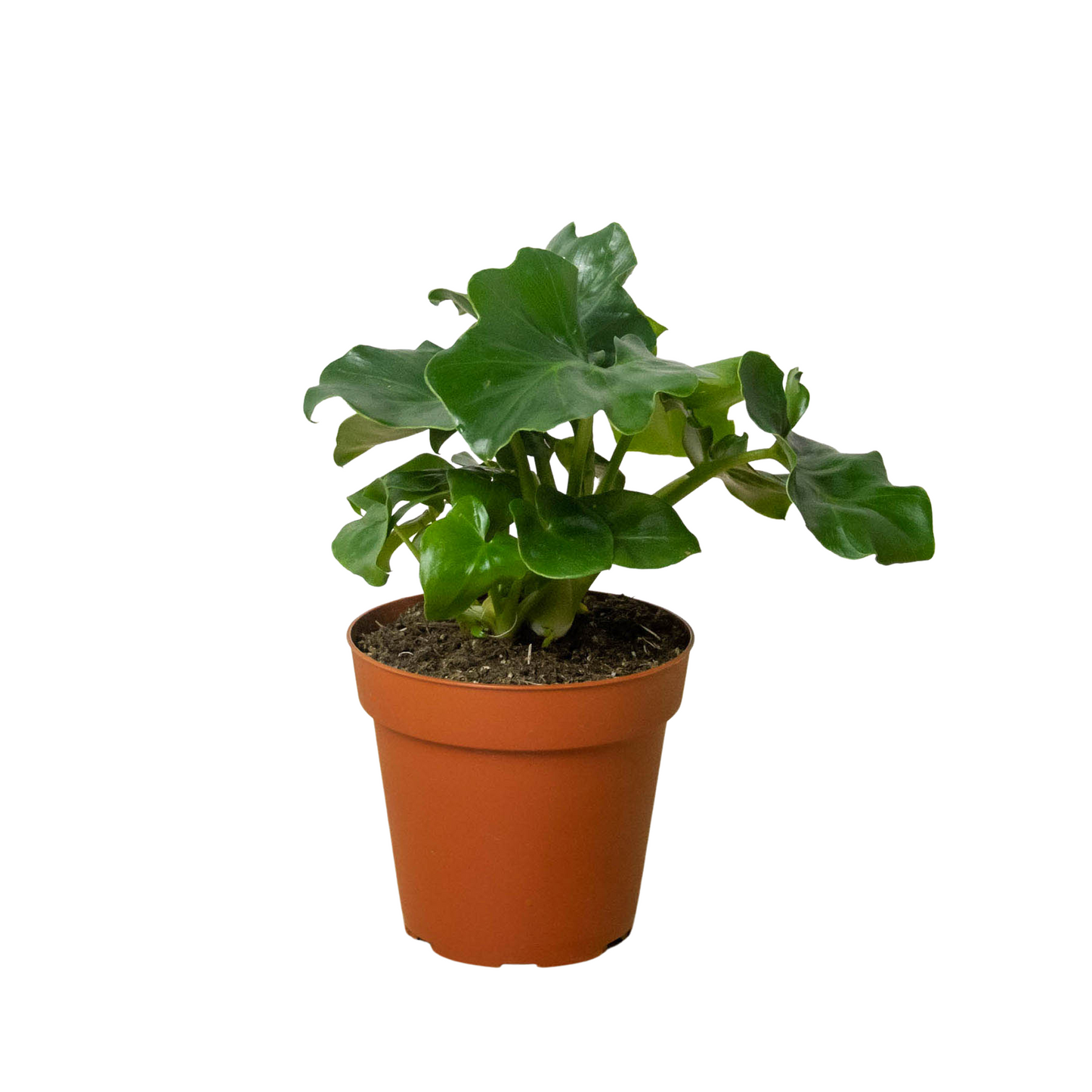 Atom Philodendron Live Compact Houseplant