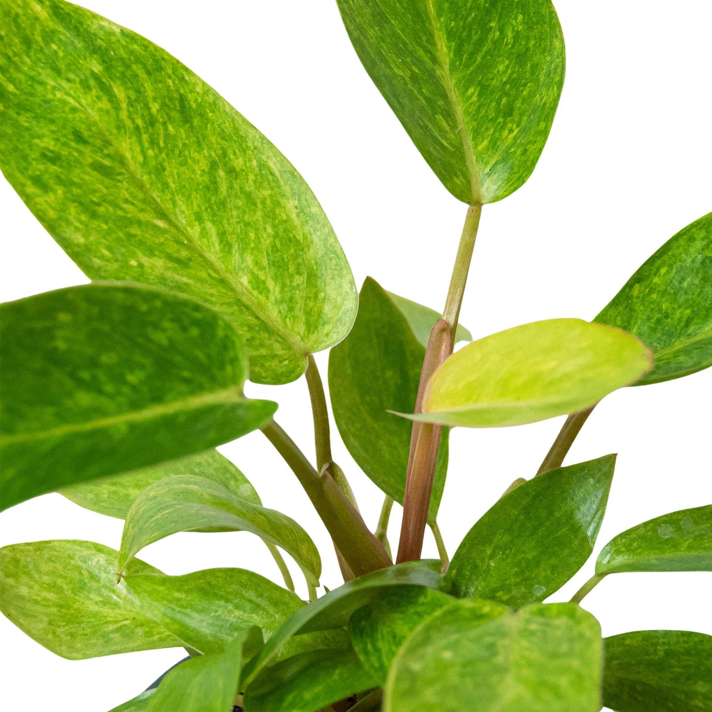 Painted Lady Philodendron Live Houseplant