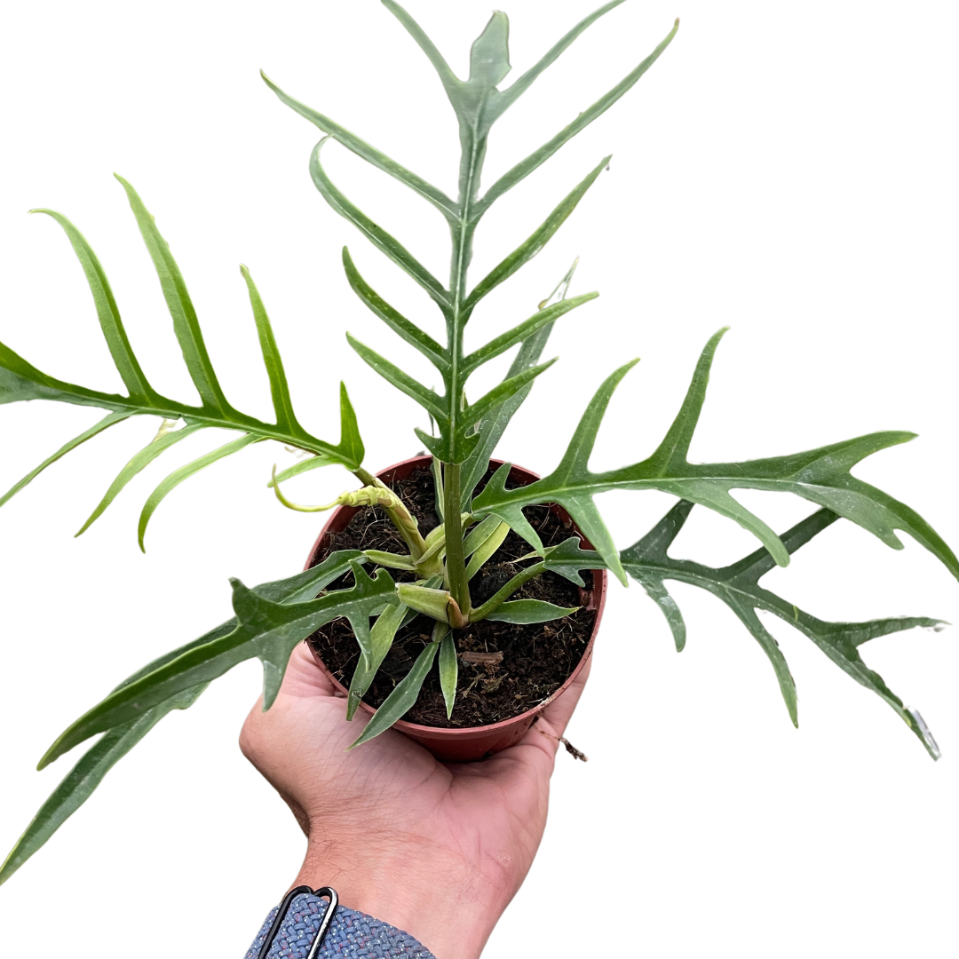 Tortum Philodendron Live Tropical Plant