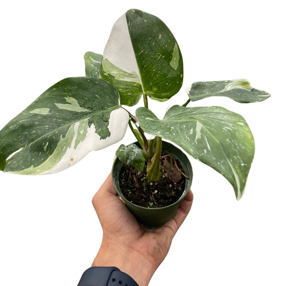 White Princess Philodendron Live Houseplant