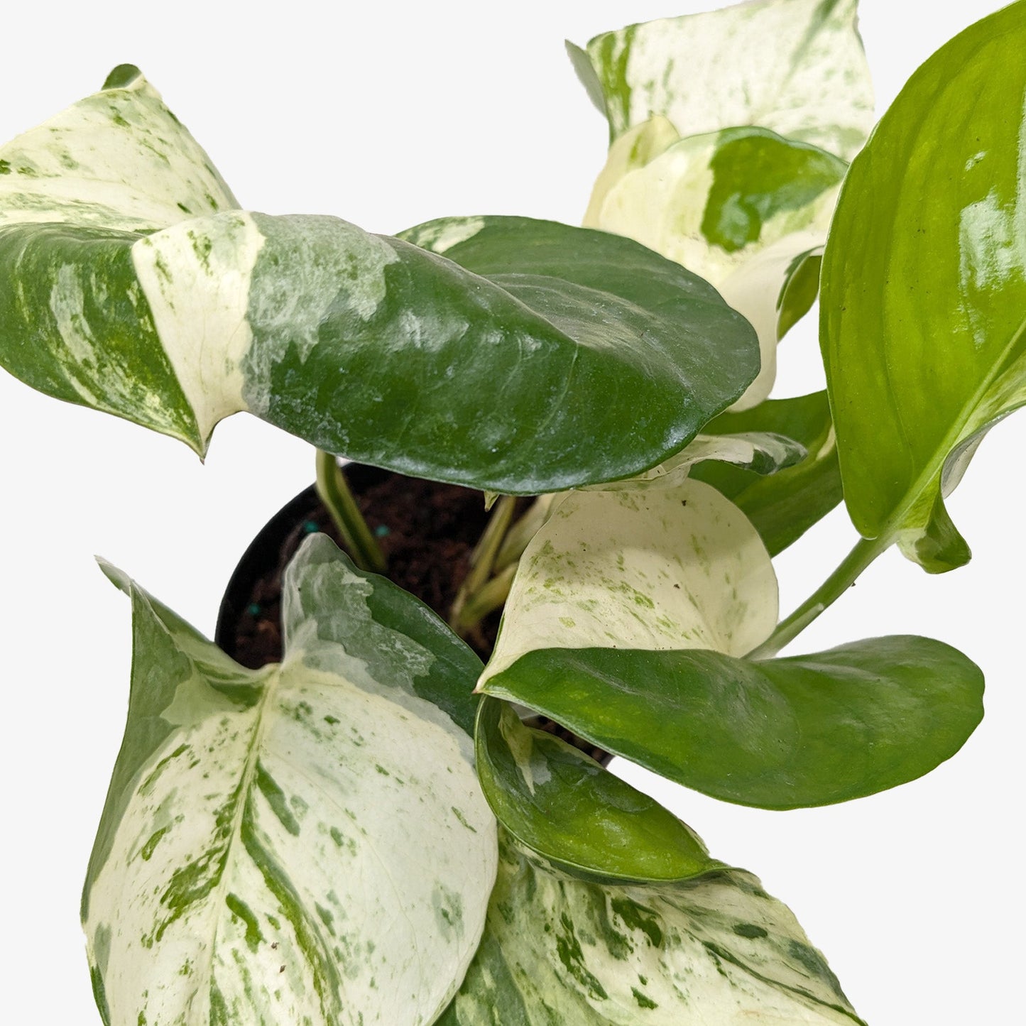 Manjula Pothos Live Variegated Houseplant