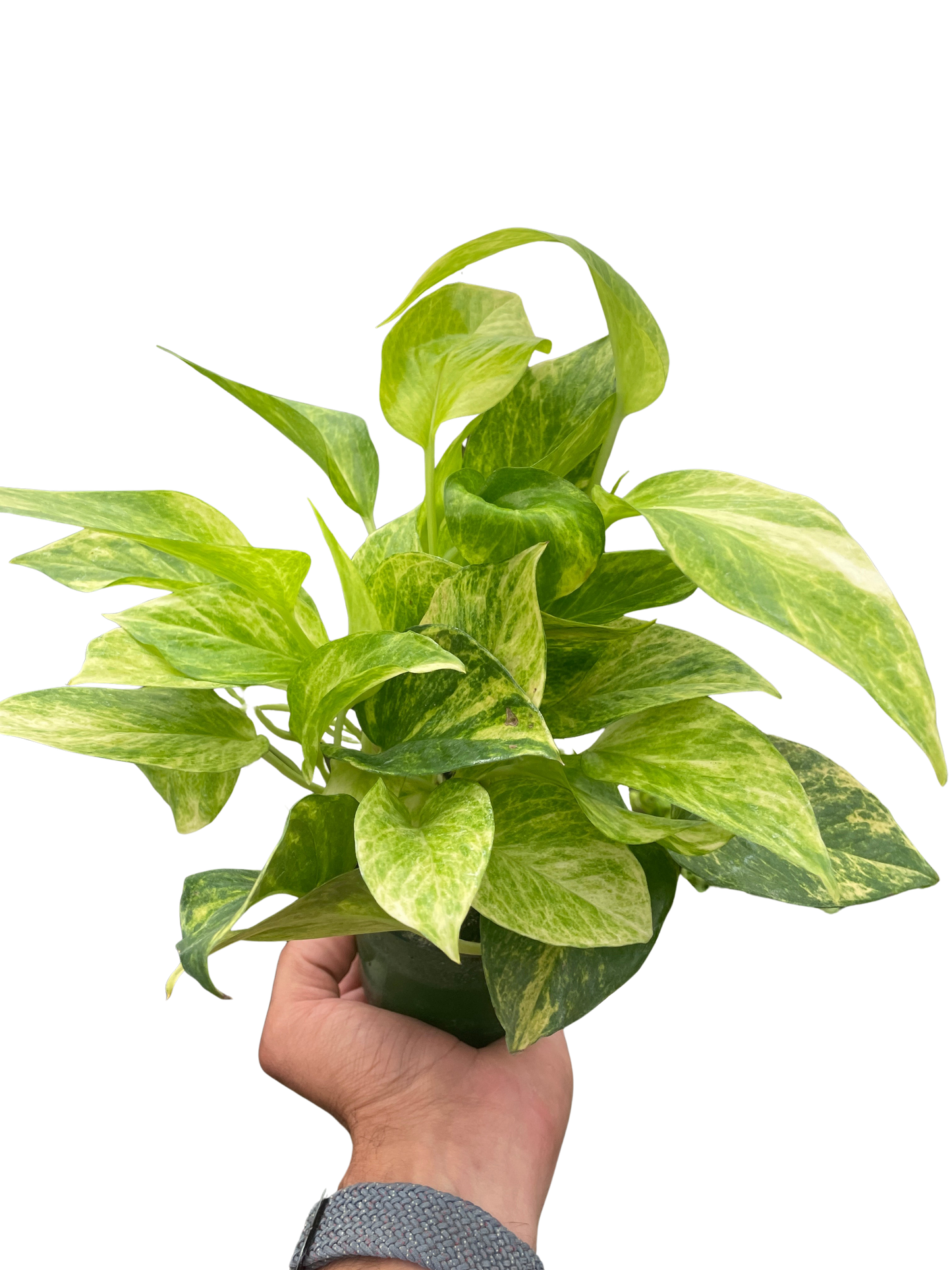 Neon Queen Pothos Live Houseplant