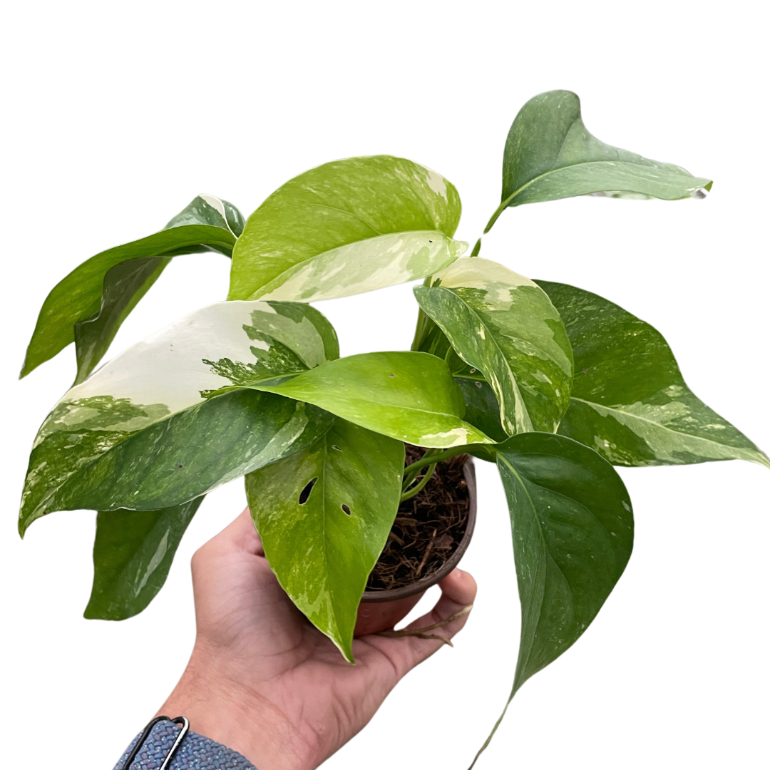 Epipremnum Pinnatum Albo Variegated Live Plant