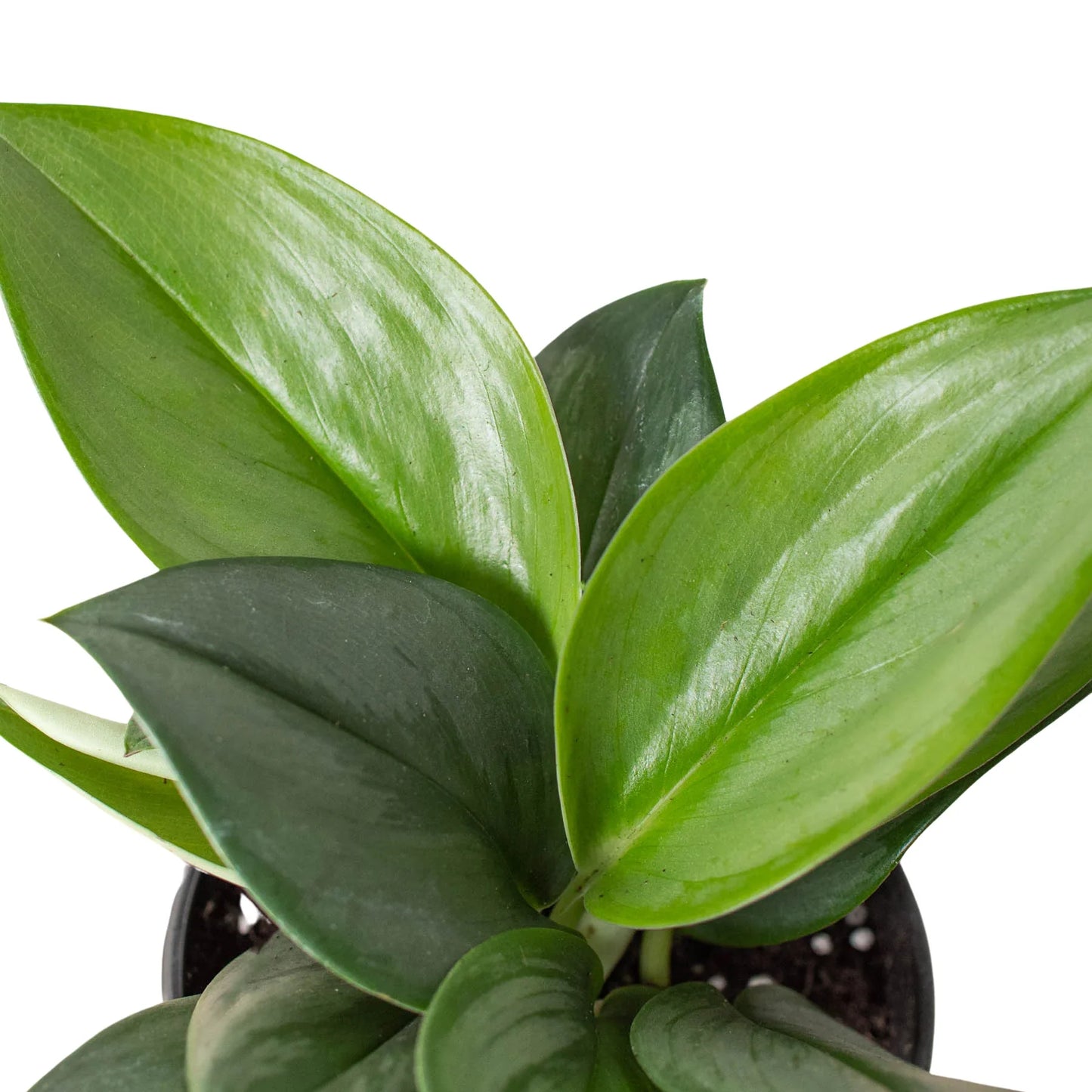 Scindapsus Treubii Moonlight Live Houseplant