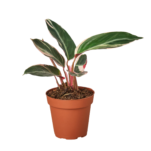Stromanthe Triostar Live Houseplant – 4 Inch Pot