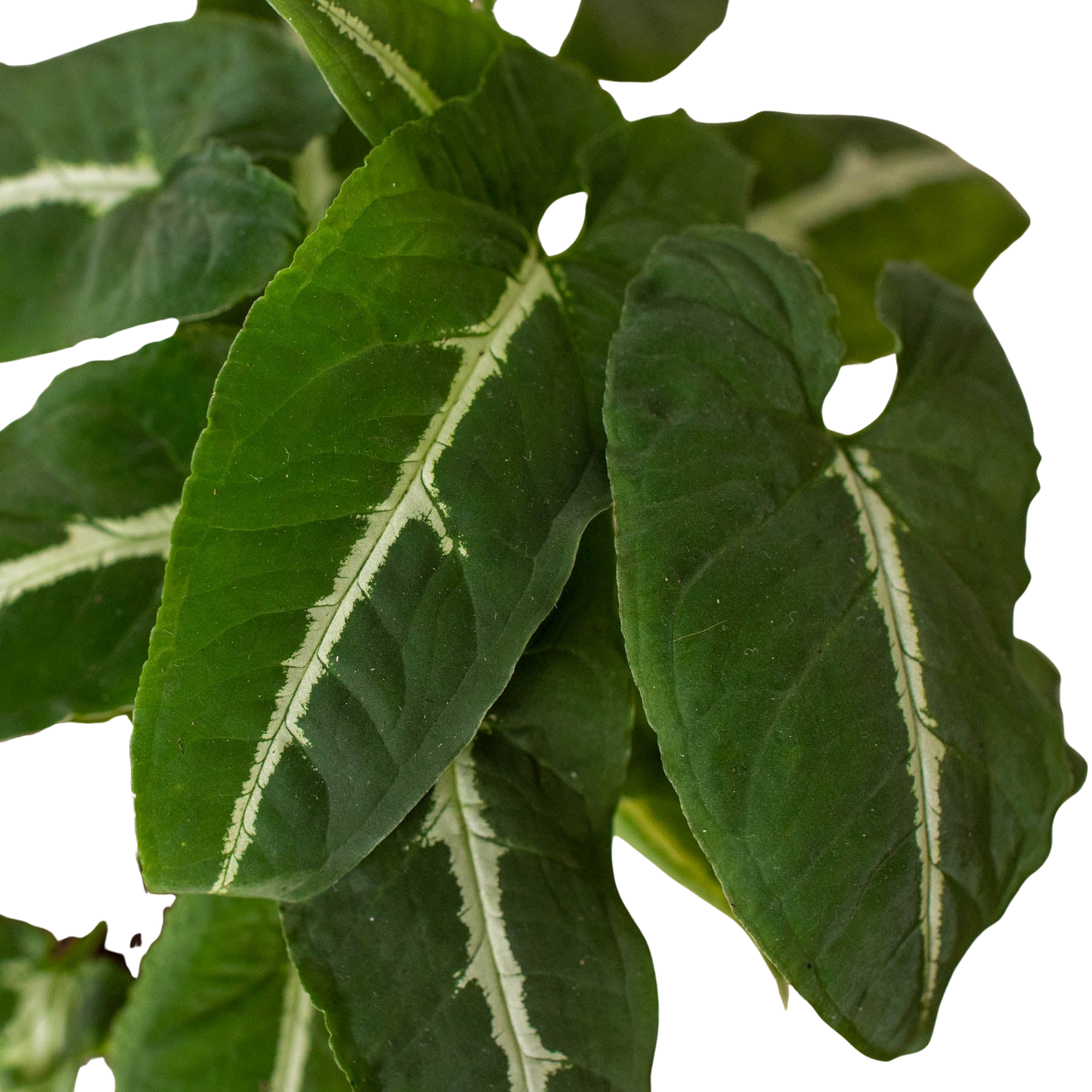 Syngonium Wendlandii Black Velvet