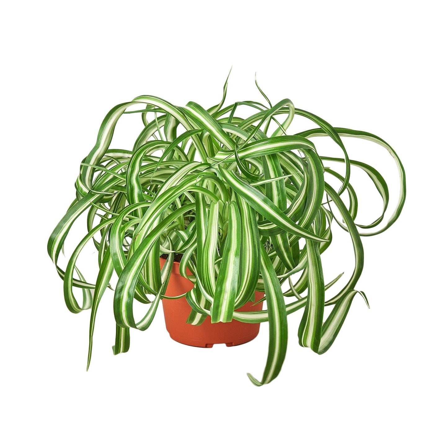 Bonnie Spider Plant Live Houseplant – 6 Inch Pot